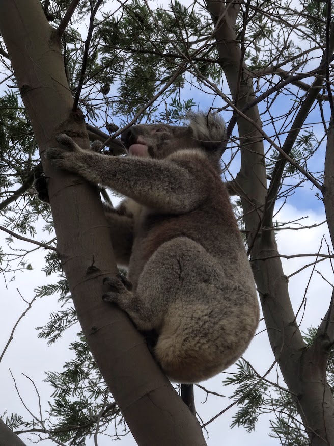 koala01